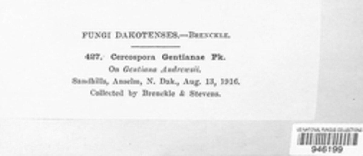Passalora gentianae image